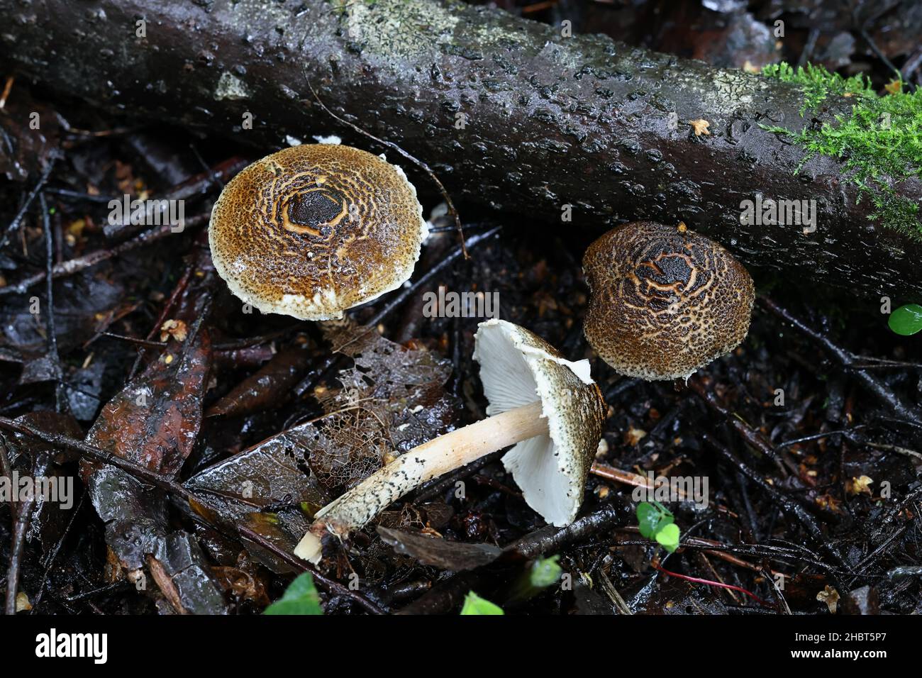 Lepiota grangei, conosciuto come il Dapperling Verde, fungo selvatico dalla Finlandia Foto Stock