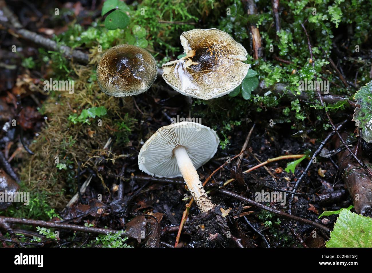 Lepiota grangei, conosciuto come il Dapperling Verde, fungo selvatico dalla Finlandia Foto Stock