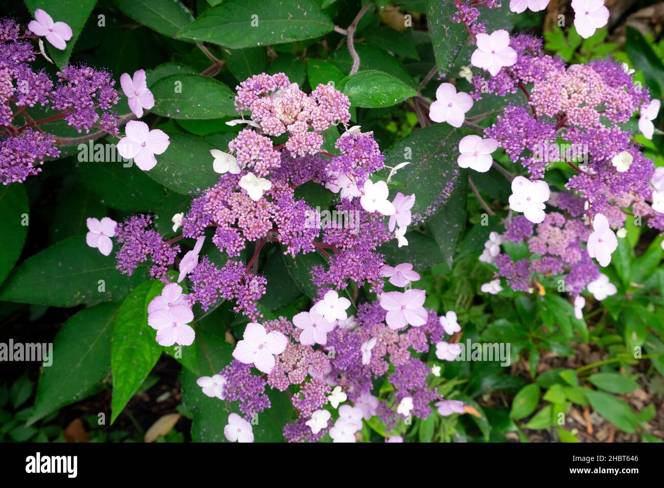 Hydrangea lacecap aspera Foto Stock