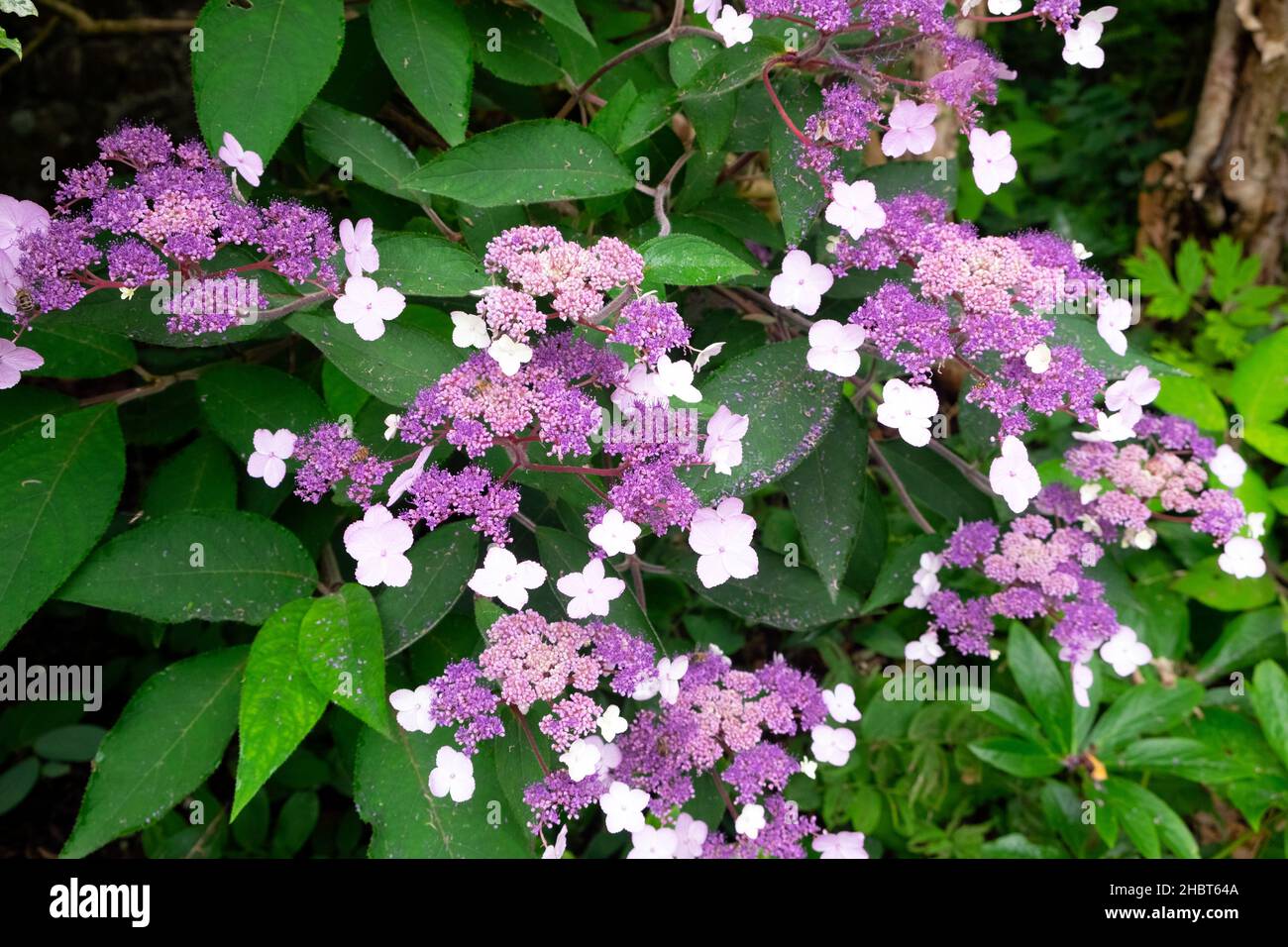 Hydrangea lacecap aspera Foto Stock