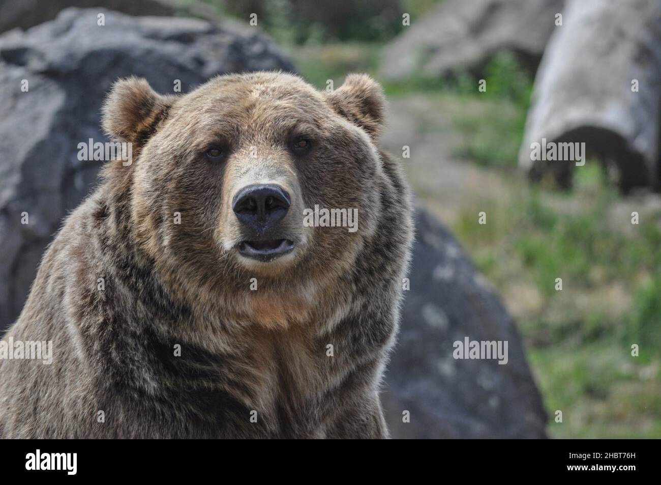 Ritratto di un orso grizzly (marrone) americano che guarda direttamente alla telecamera, Montana - USA Foto Stock