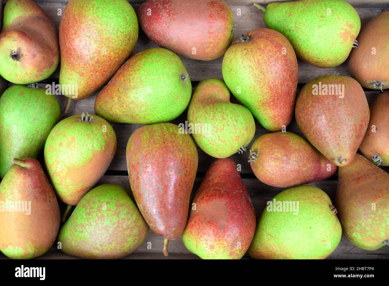 Pere - Louise Bonne di Jersey Foto Stock