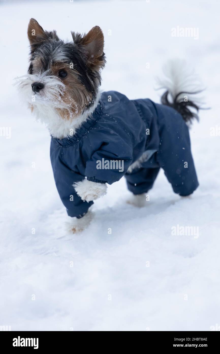Il terrore di Beaver di razza purebred dalla famiglia dello Yorkshire si alzò in una posizione alzando la sua zampa su una camminata di inverno Foto Stock