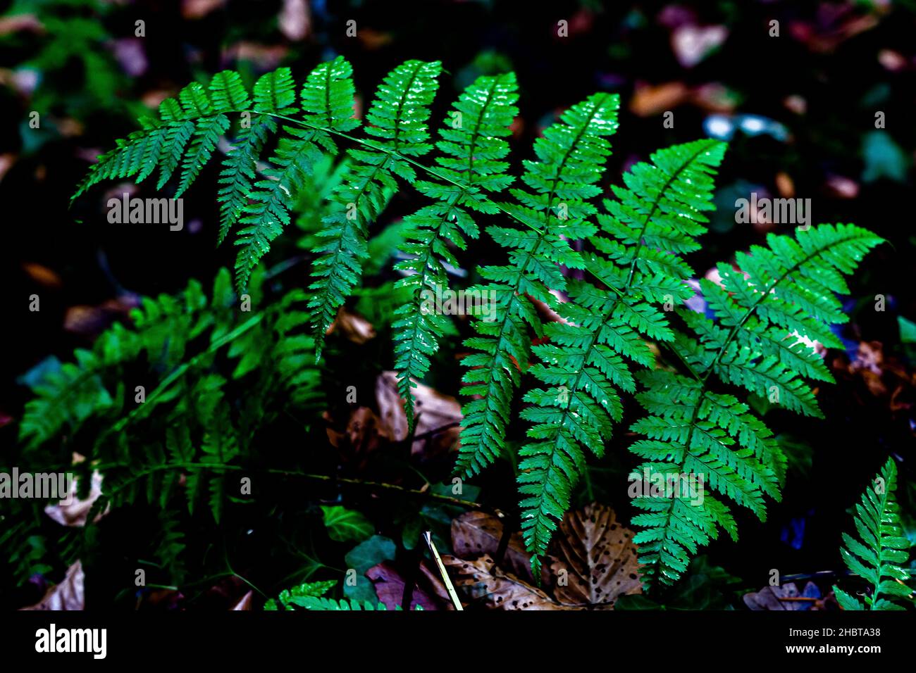 fern. a contrasto elevato Foto Stock