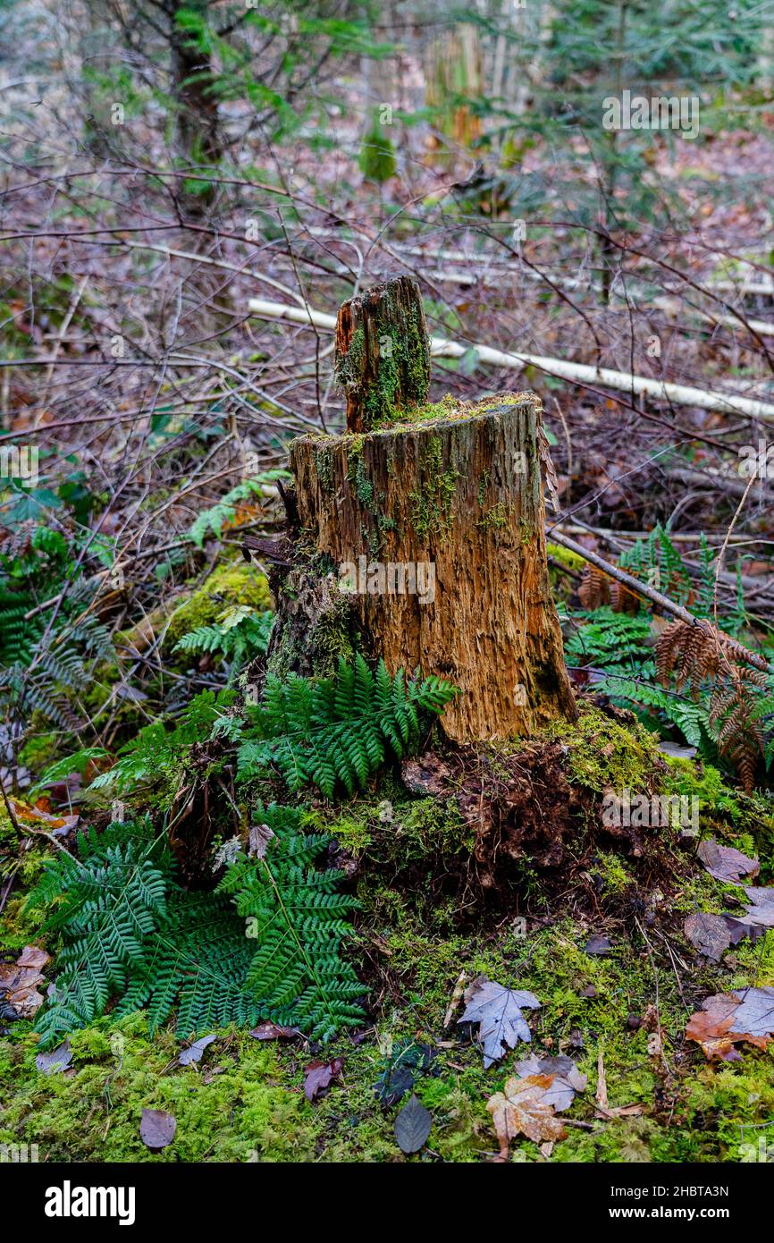 ceppo di albero con felce Foto Stock