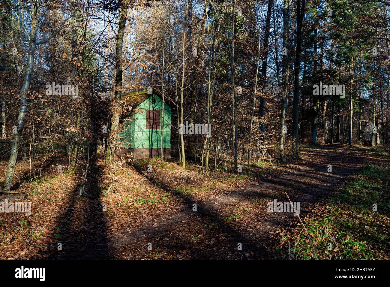 foresta con una capanna verde e spettacoli di luci in inverno Foto Stock