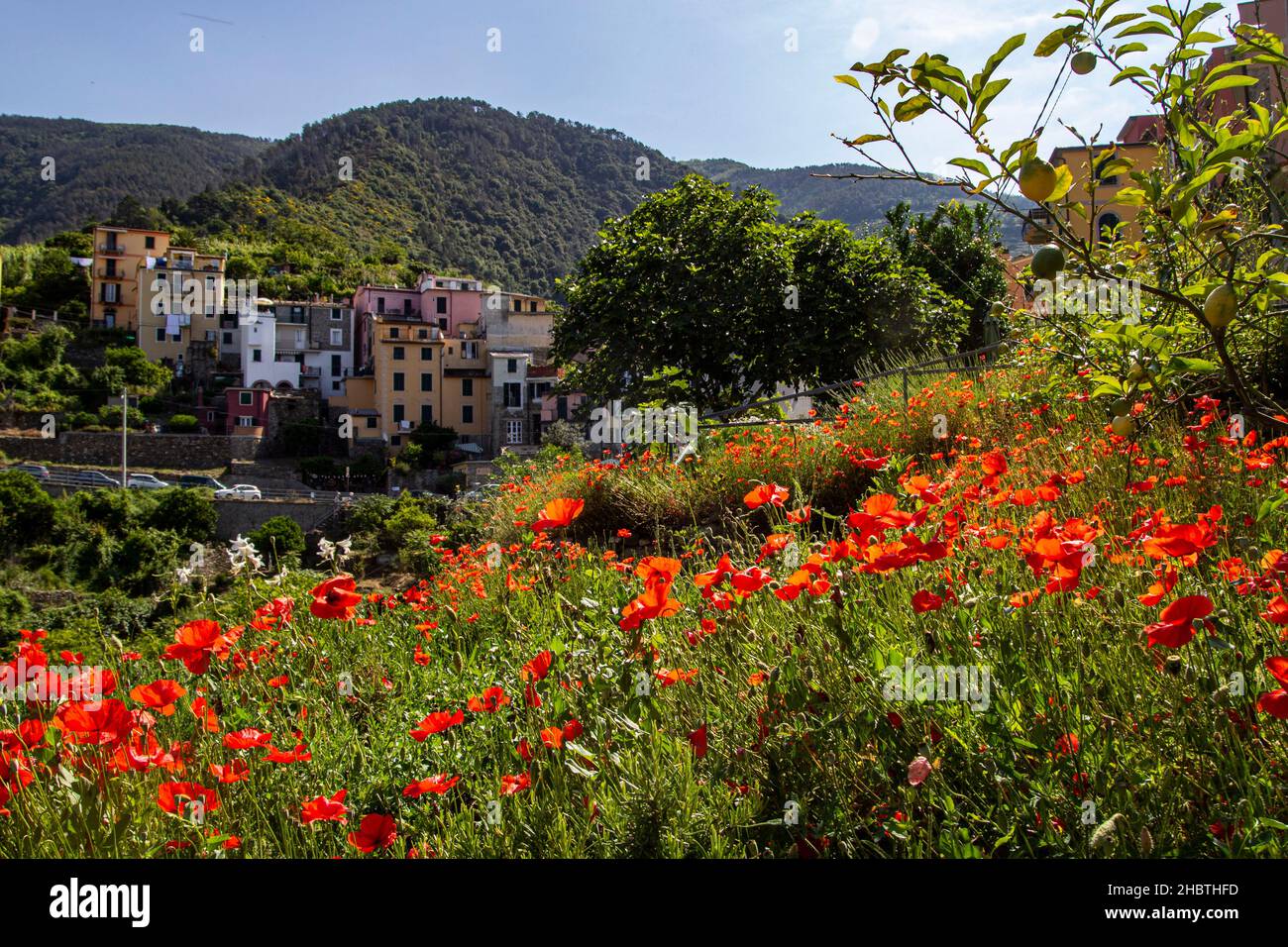 Field of Dreams in Italia Foto Stock