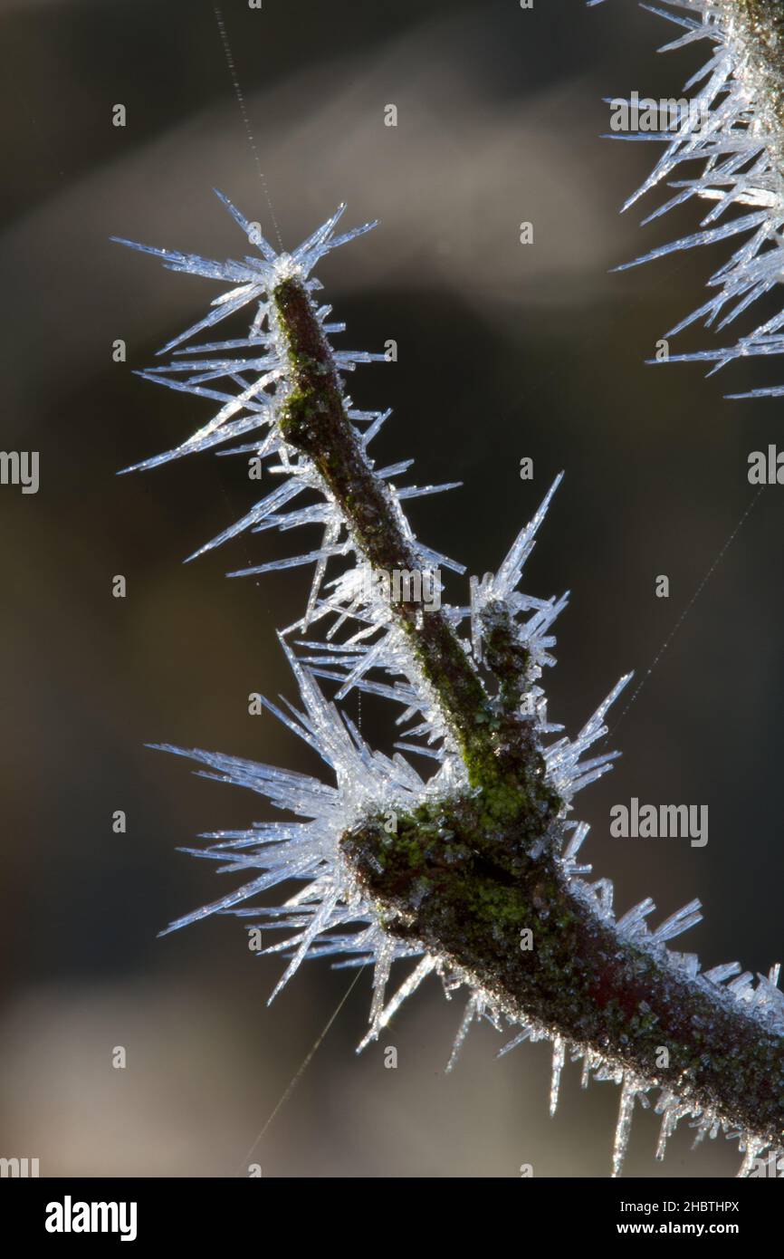 Primo piano di cristalli di ghiaccio simili ad aghi su un ramo Foto Stock