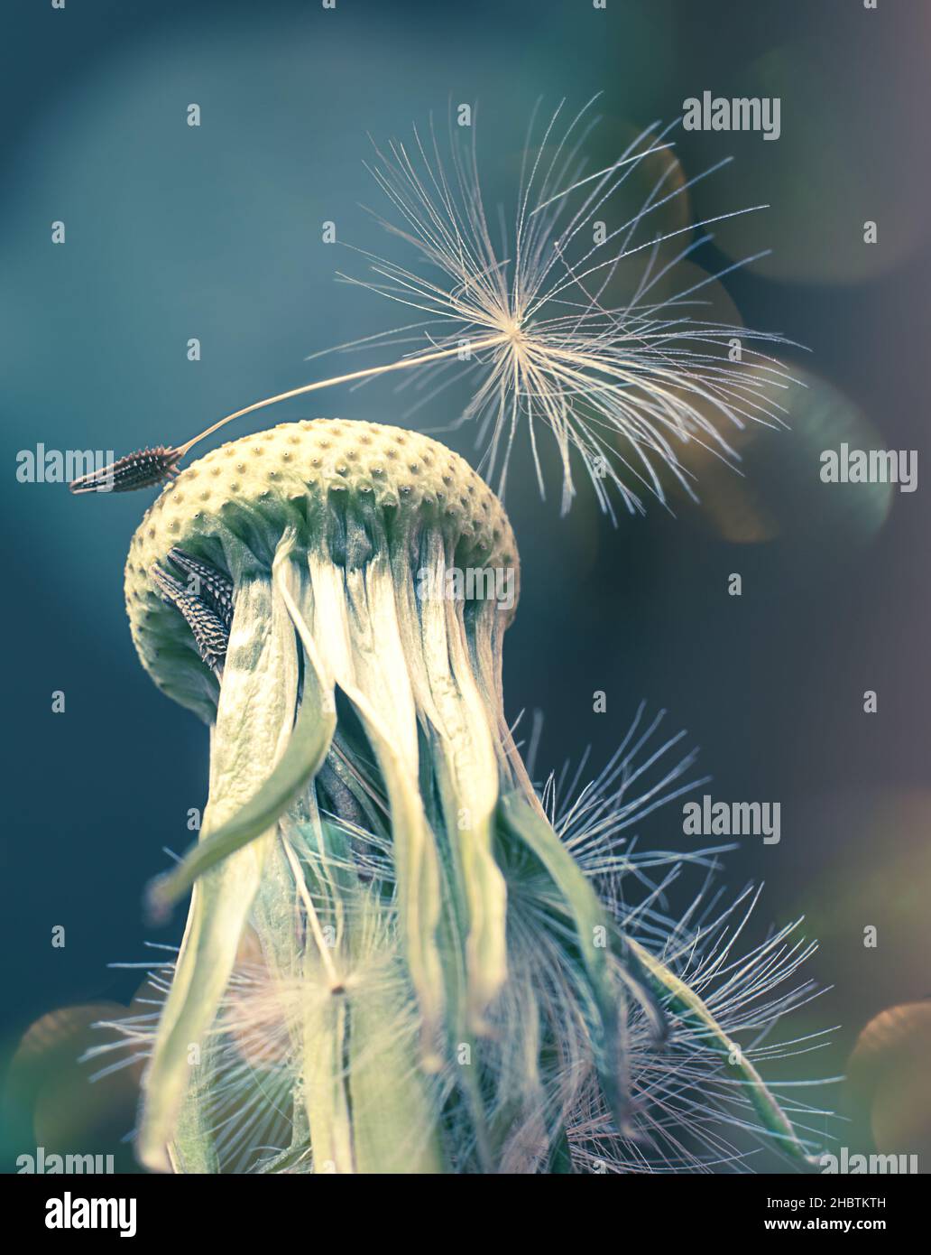 Primo piano fiore di semi di dente di leone Foto Stock