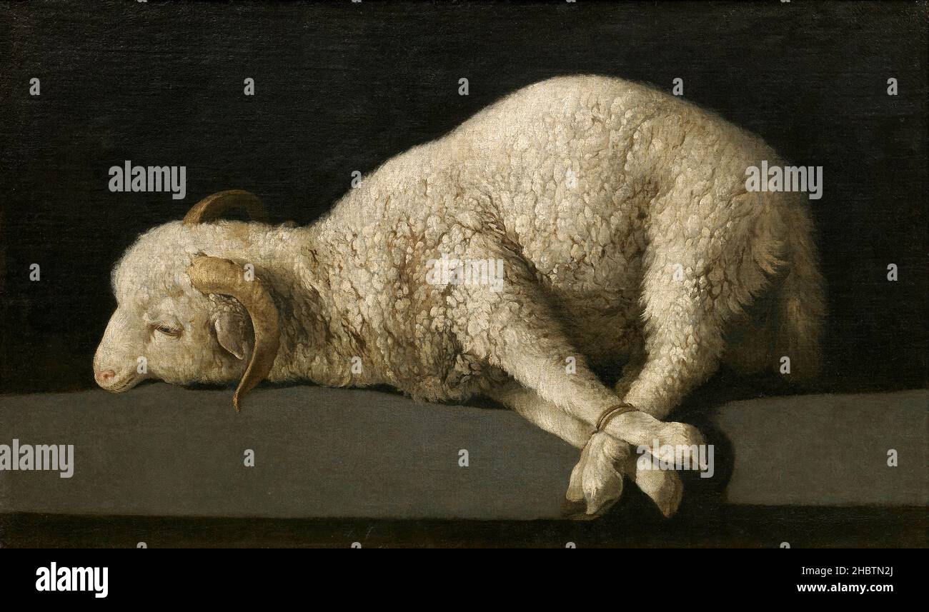 Agnus dei - 1635 40 - olio su tela 37,3 x 62 cm - De Zurbarán Francisco Foto Stock