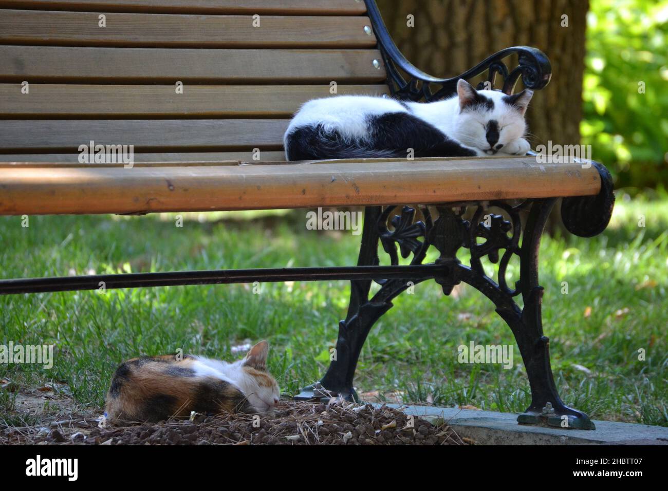 Gatti addormentati, gatti addormentati su e sotto una panca nel parco Foto Stock