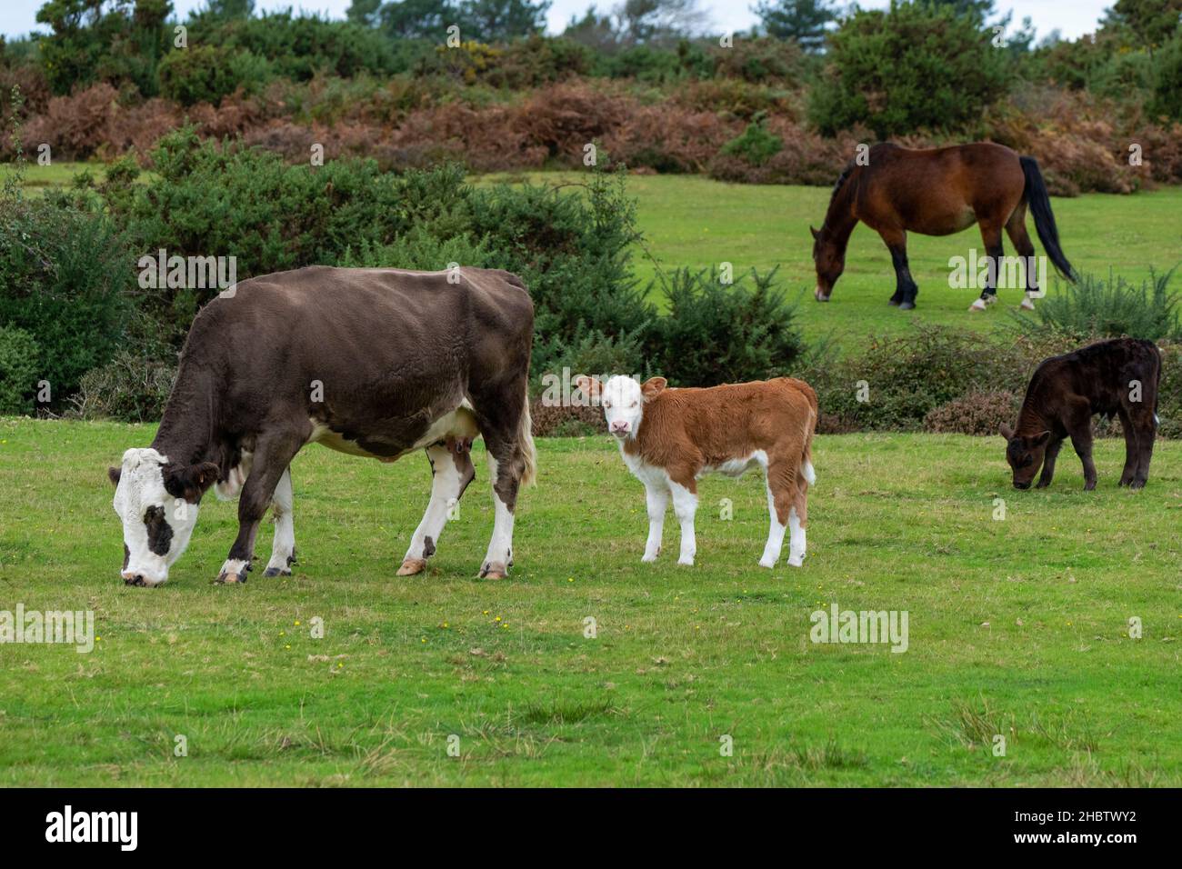 Pascoli gratuiti di bestiame e pony in roaming a Mogshade Hill nel New Forest National Park, Hampshire, Regno Unito Foto Stock