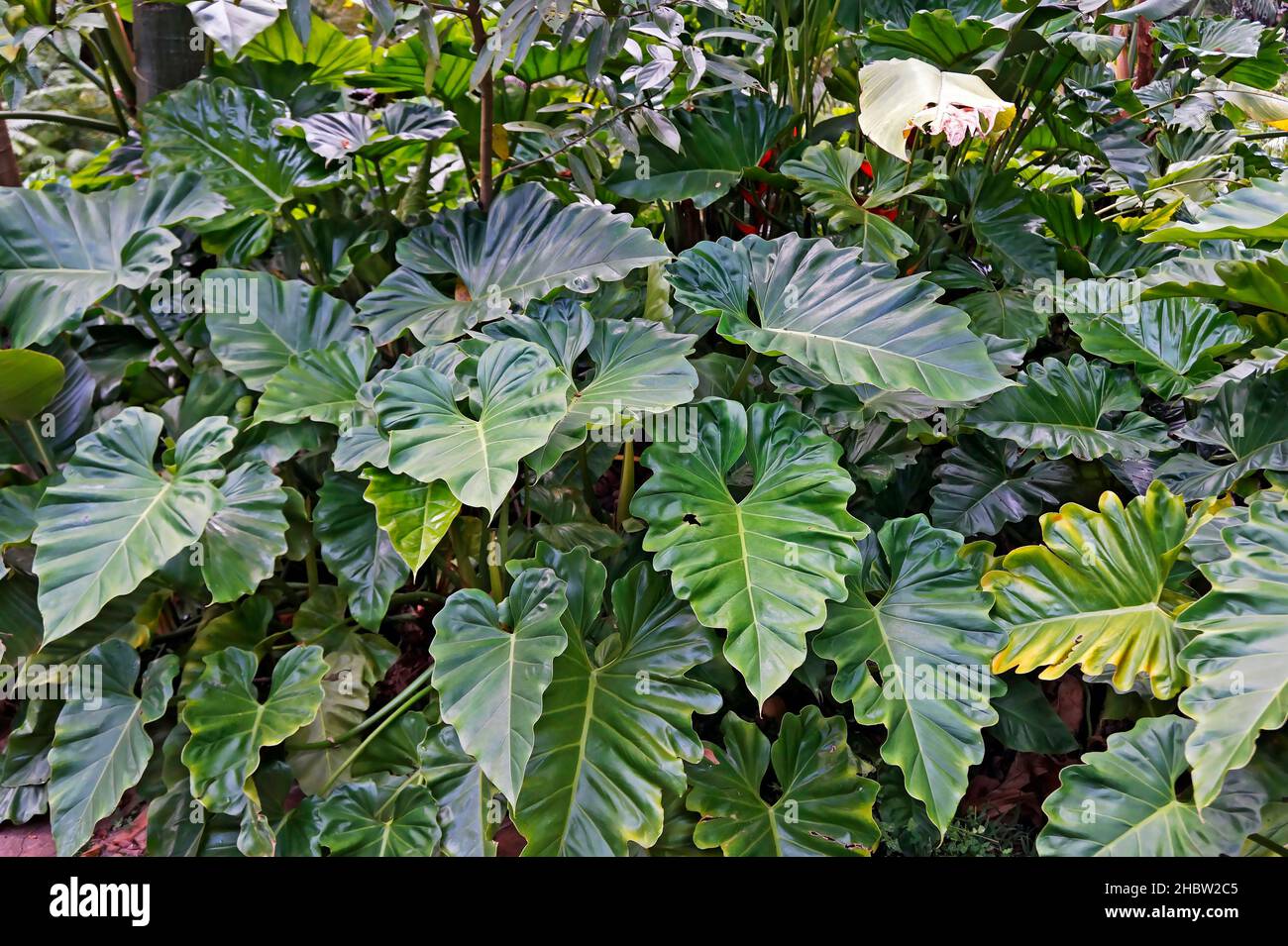 Verde filodendro fogliame su giardino tropicale Foto Stock