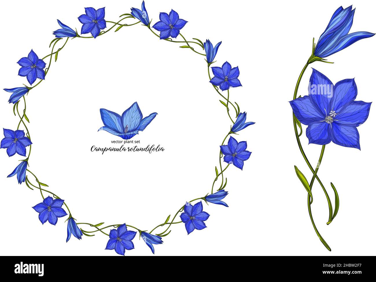 Set di campane floreali vettoriali. Set di piante floreali Illustrazione Vettoriale