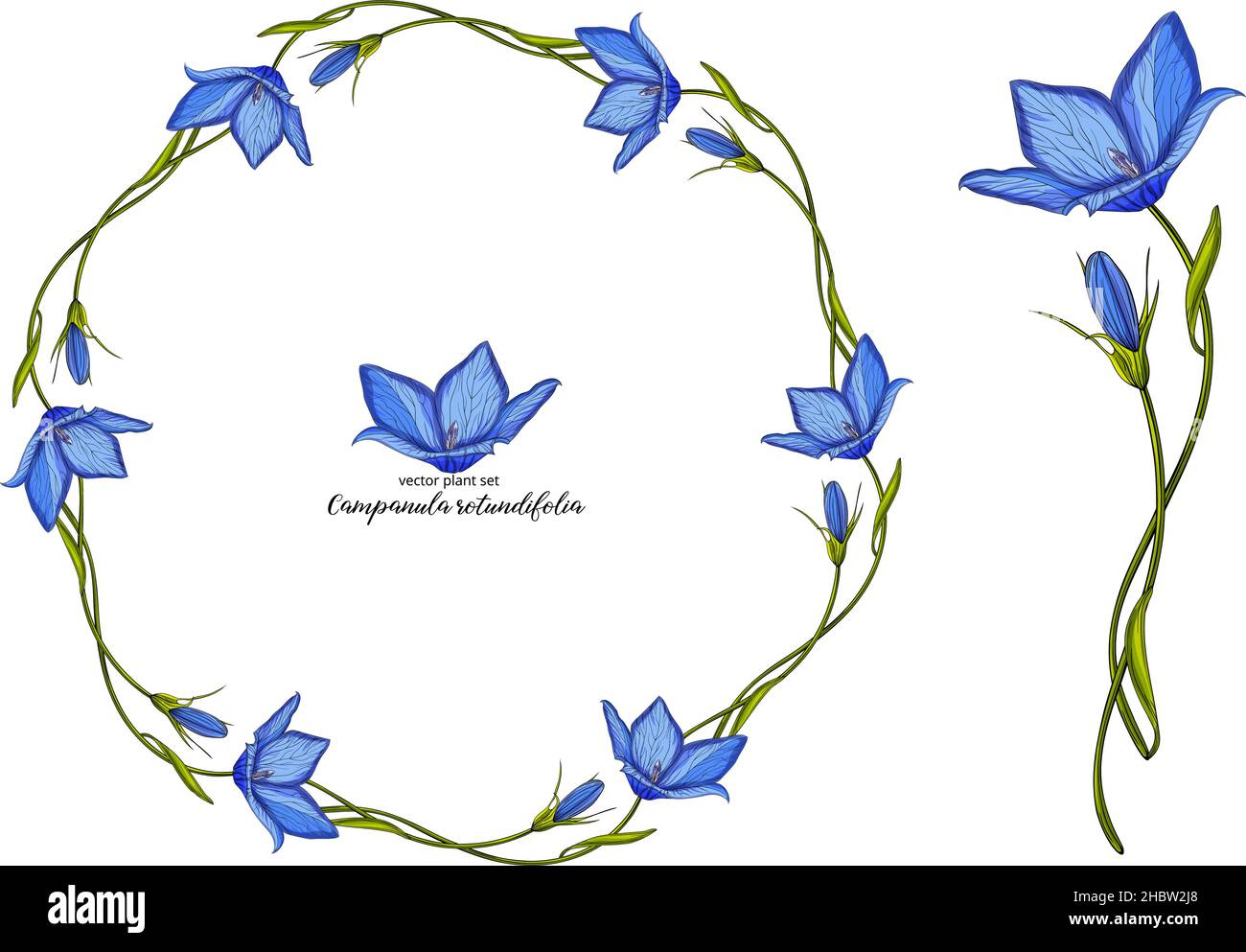 Set di campane floreali vettoriali. Set di piante floreali Illustrazione Vettoriale