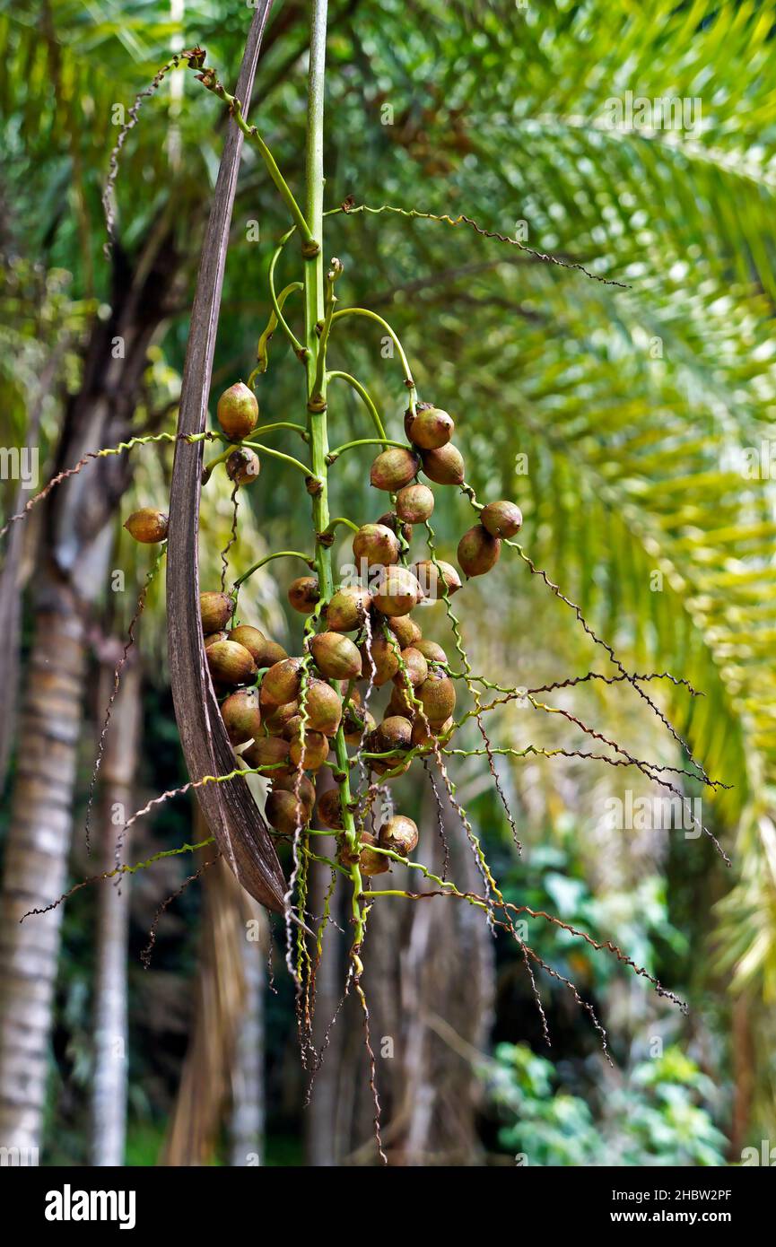 Frutti di palma, Minas Gerais, Brasile Foto Stock