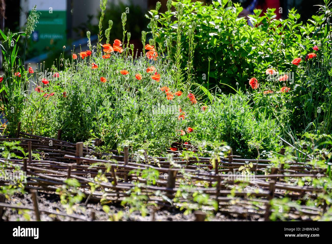 Primo piano di molti fiori di papavero rosso e foglie di verde sfocato in un giardino in stile cottage britannico in una giornata estiva soleggiata, bello backgrou floreale all'aperto Foto Stock
