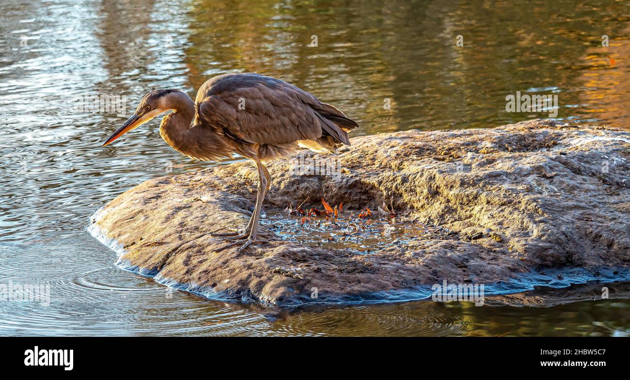 Ardea herodias è un grande uccello della famiglia degli airon Ardeidae, Foto Stock