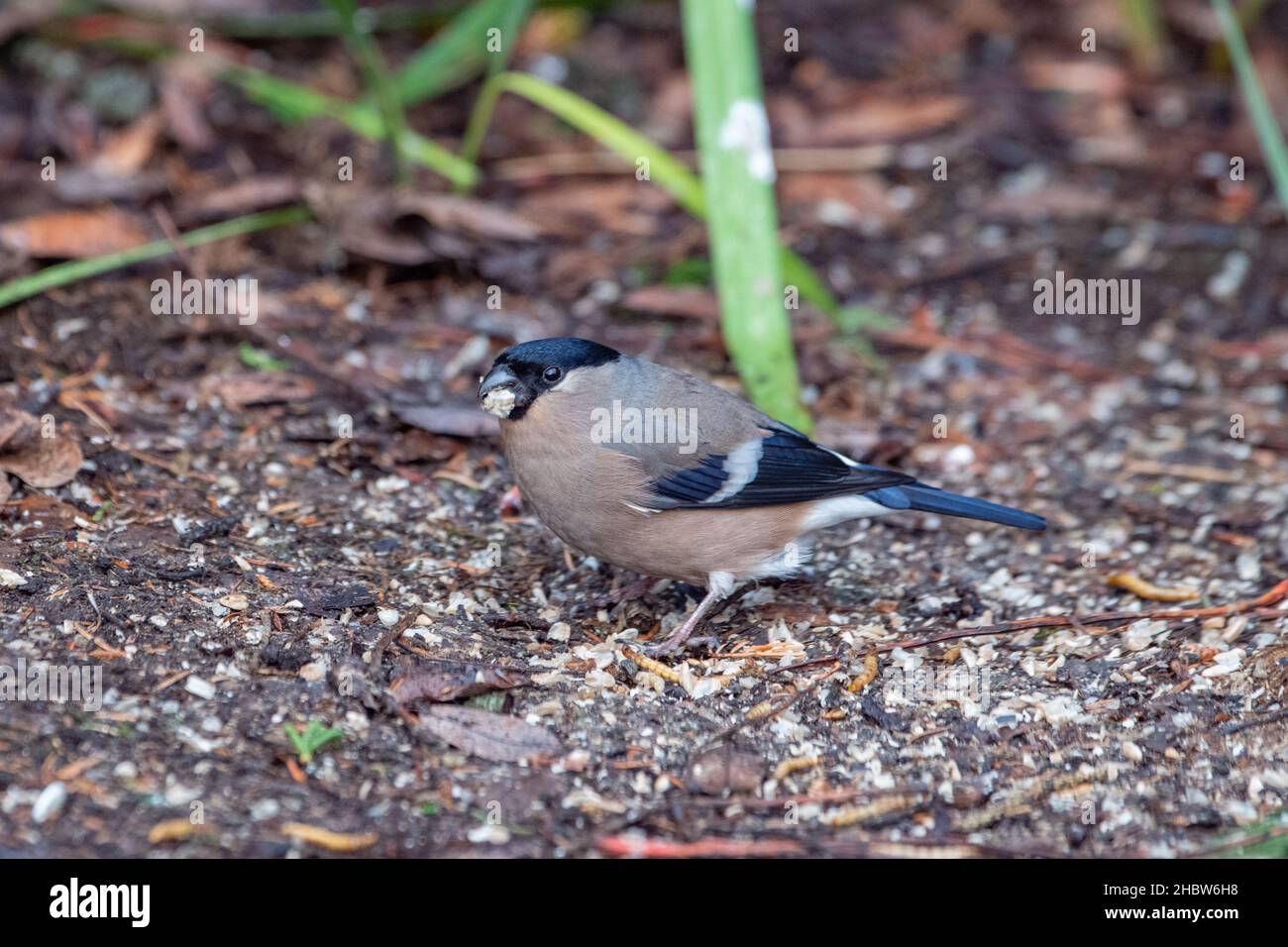 Bullfinch eurasiatico femminile (Pyrrhula pyrrhula) che si nutrono a terra, Inverurie, Aberdeenshire, Scozia, Regno Unito Foto Stock