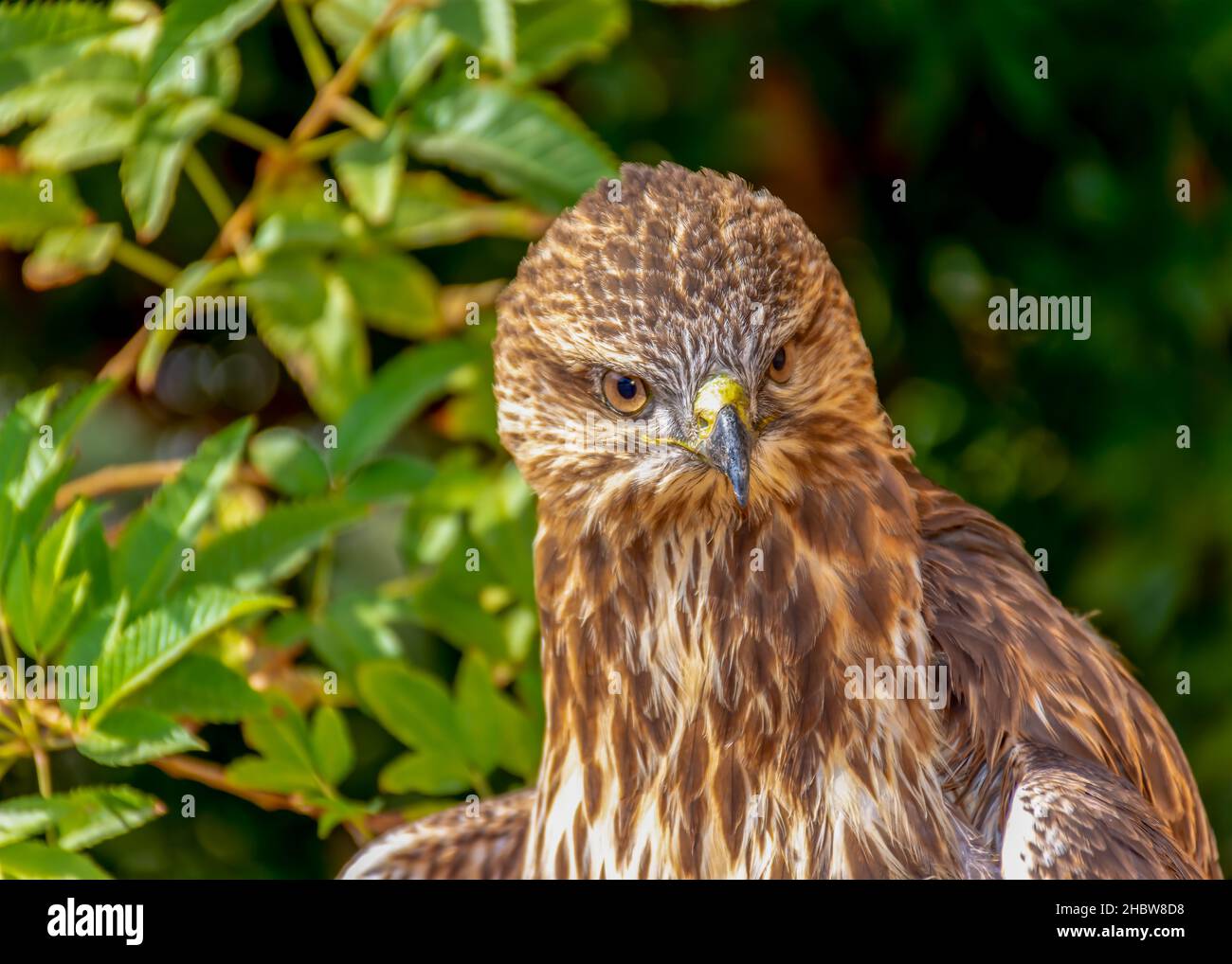 Steppe Buzzard Ritratto Foto Stock