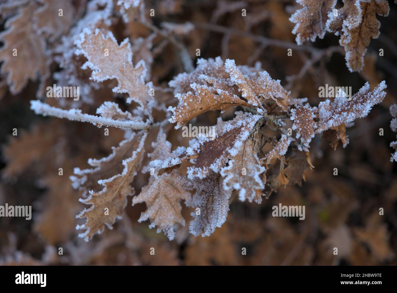 erba alta e foglie glassate in inverno con dettagli freddi e ravvicinati Foto Stock