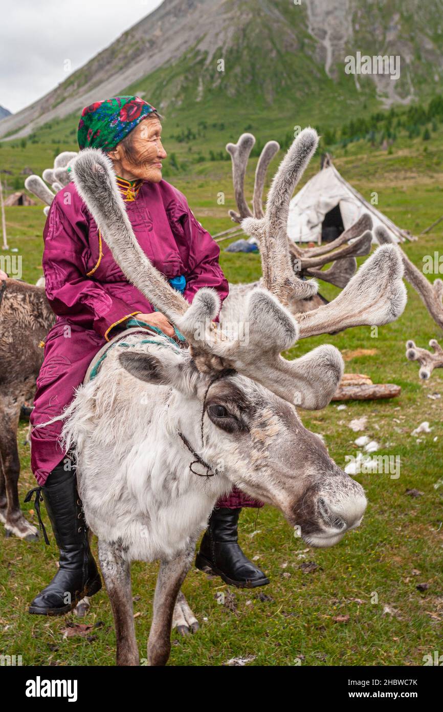 Comunità Turca di mandrie di renne semi-nomadi che vivono nella provincia più settentrionale della Mongolia Foto Stock