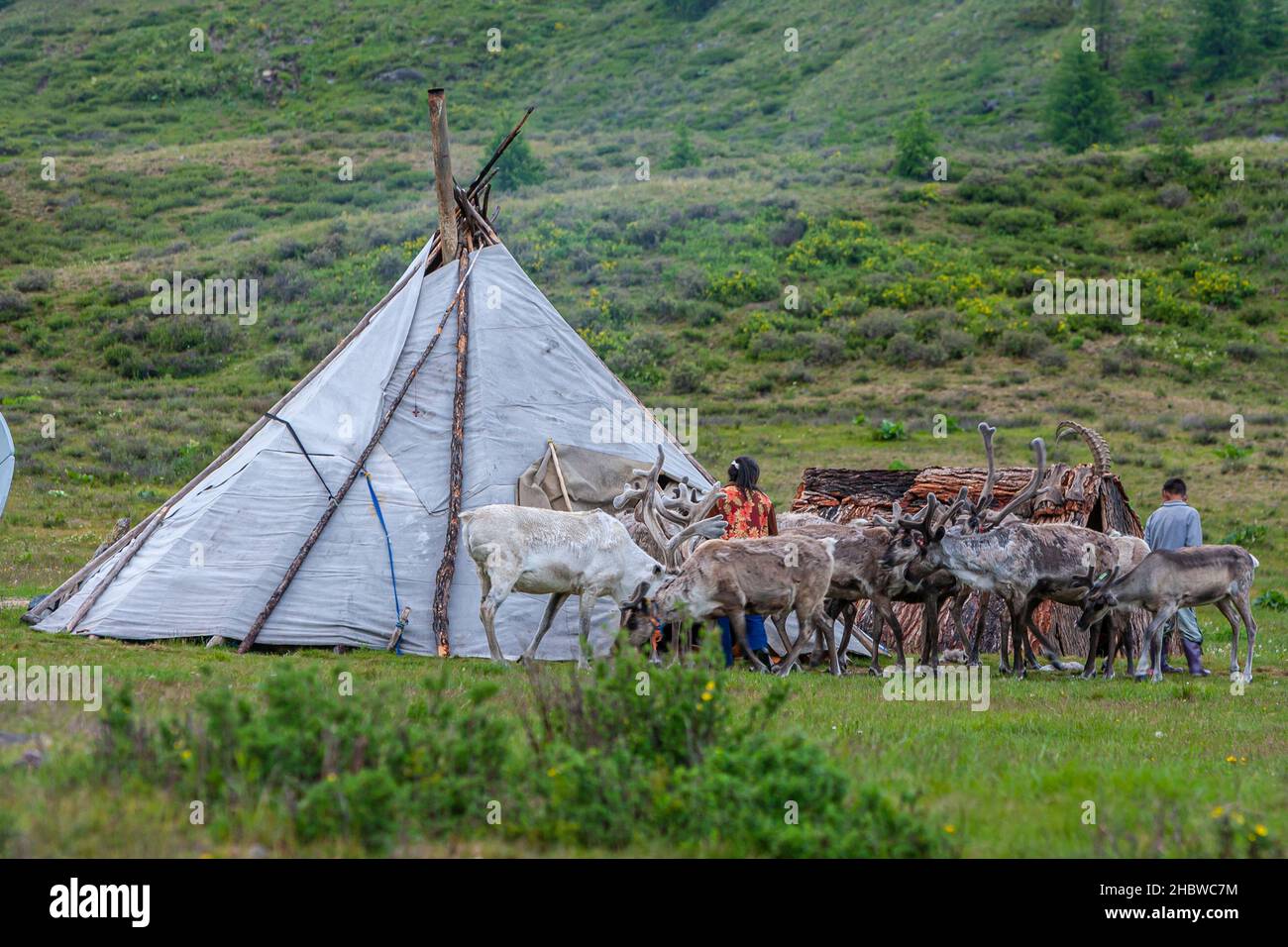 Comunità Turca di mandrie di renne semi-nomadi che vivono nella provincia più settentrionale della Mongolia Foto Stock