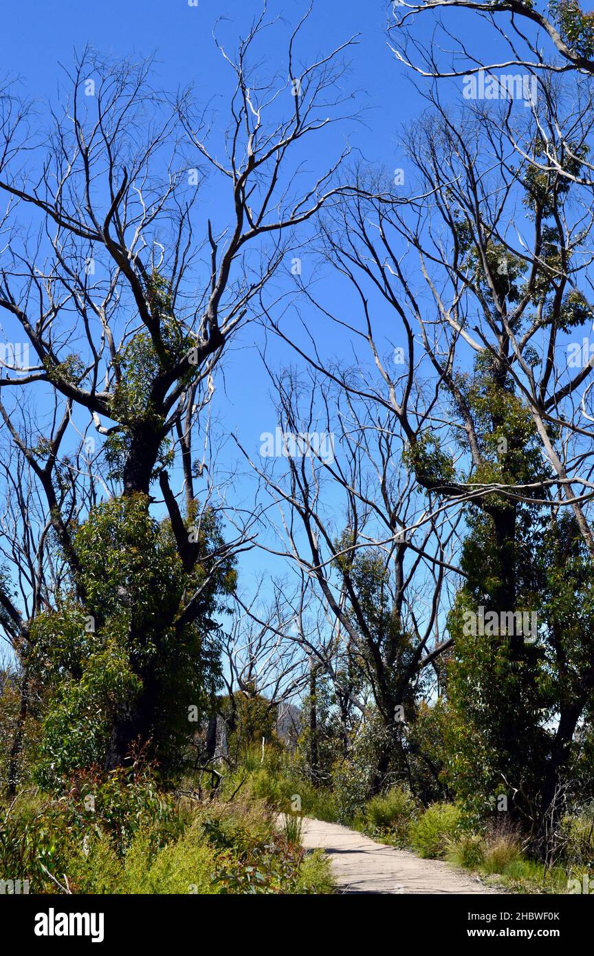 Questi alberi alle mura di Kanangra furono bruciati durante i Boscimani australiani della fine del 2019 e dell'inizio del 2020. Foto Stock