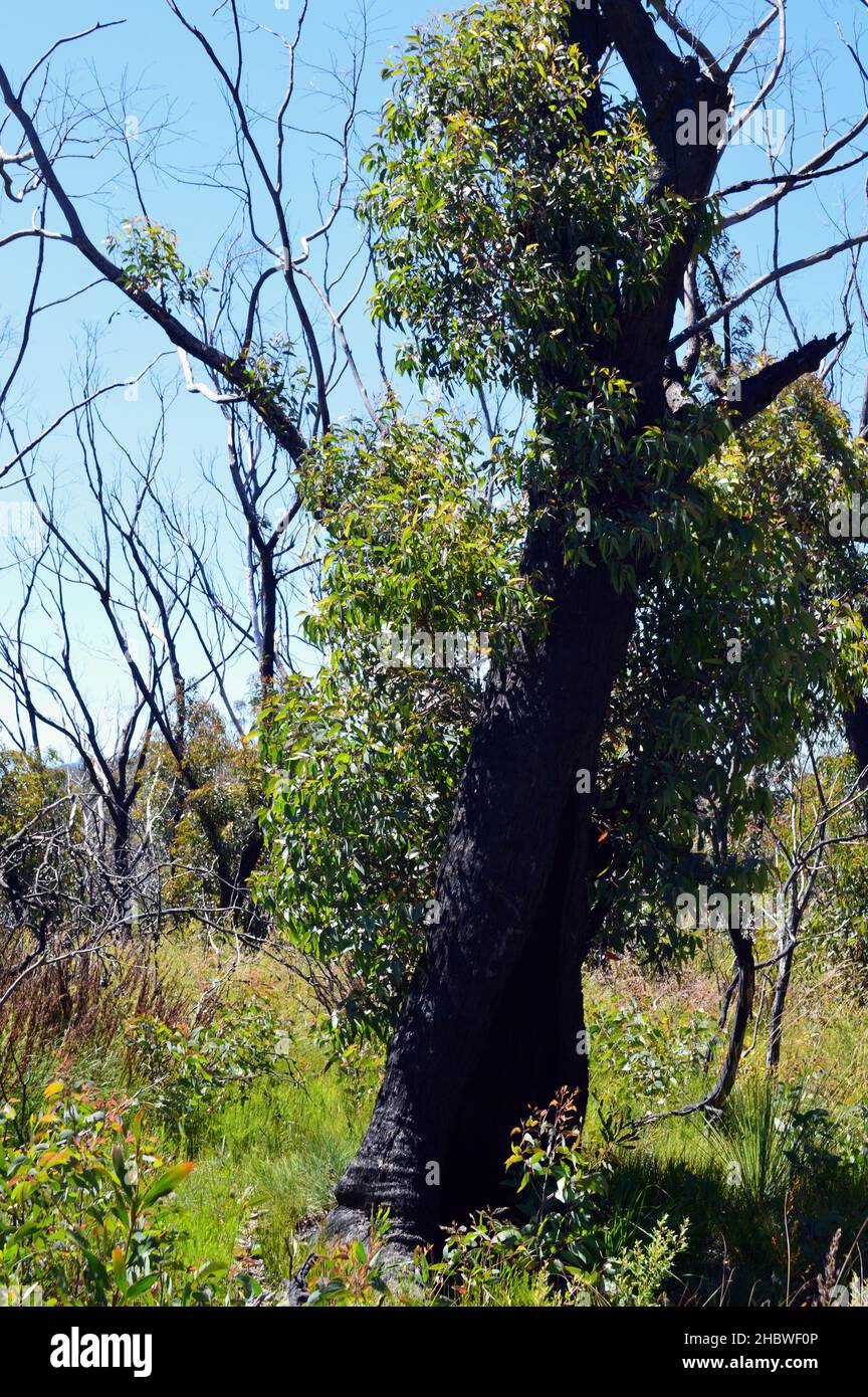 Questo albero alle mura di Kanangra mostra segni di recupero dopo essere stato bruciato nei Boscimani australiani del 2019/2020 Foto Stock