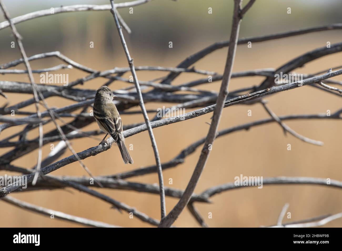 Willow Flycatcher Foto Stock
