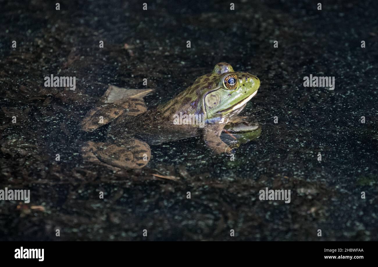 Bullfrog americano in Oregon Foto Stock