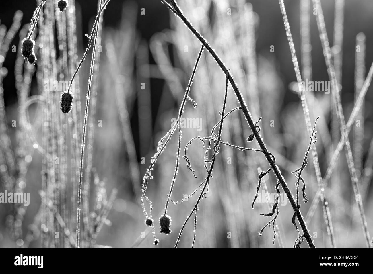 Vista in bianco e nero di fiori secchi ricoperti di gelo in inverno Foto Stock