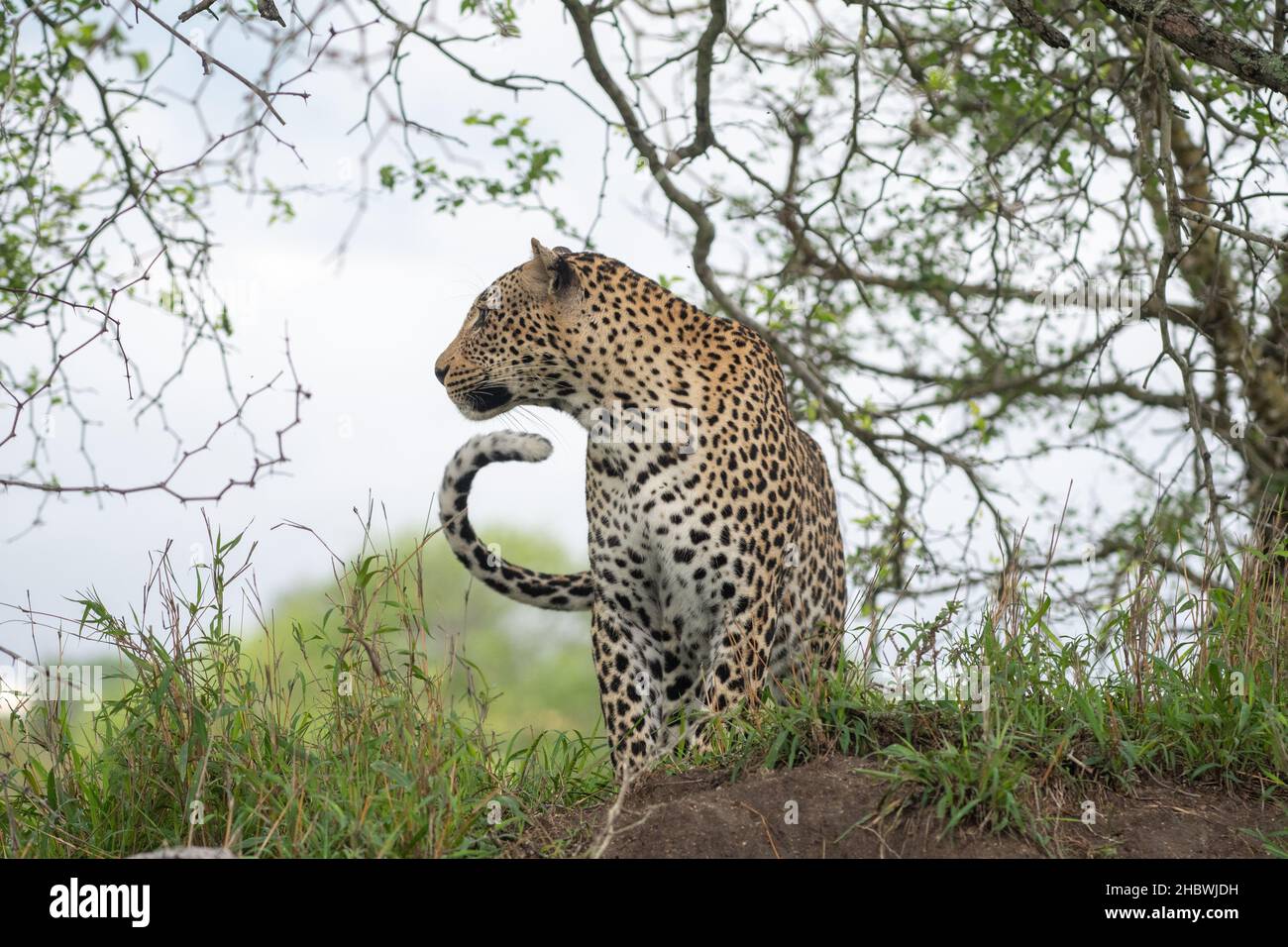 leopardo africano seduto su una piccola collina nella Sabi Sand Game Reserve, Sudafrica Foto Stock