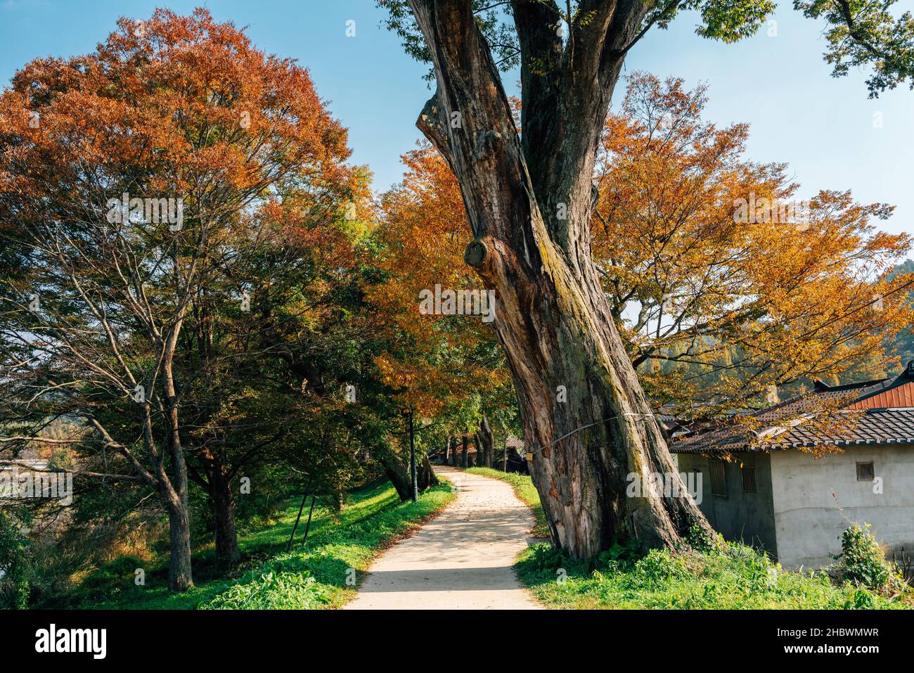 Gwanbangjerim strada forestale autunno a Damyang, Corea Foto Stock