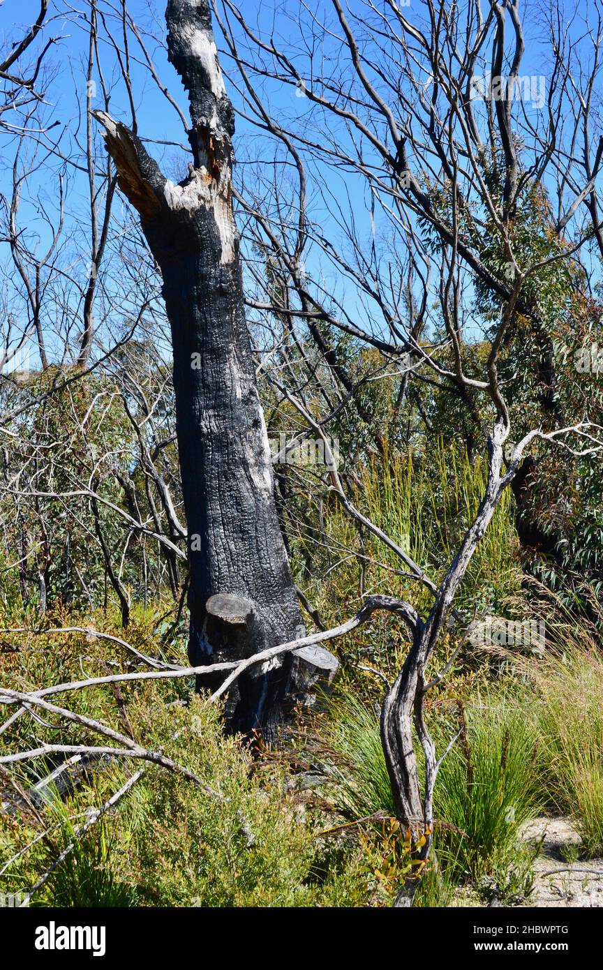 Questo albero a Kanangra pareti non ha fatto attraverso il bush australiano del 2019/2020, ma l'ambiente vicino sembra essere in ripresa Foto Stock