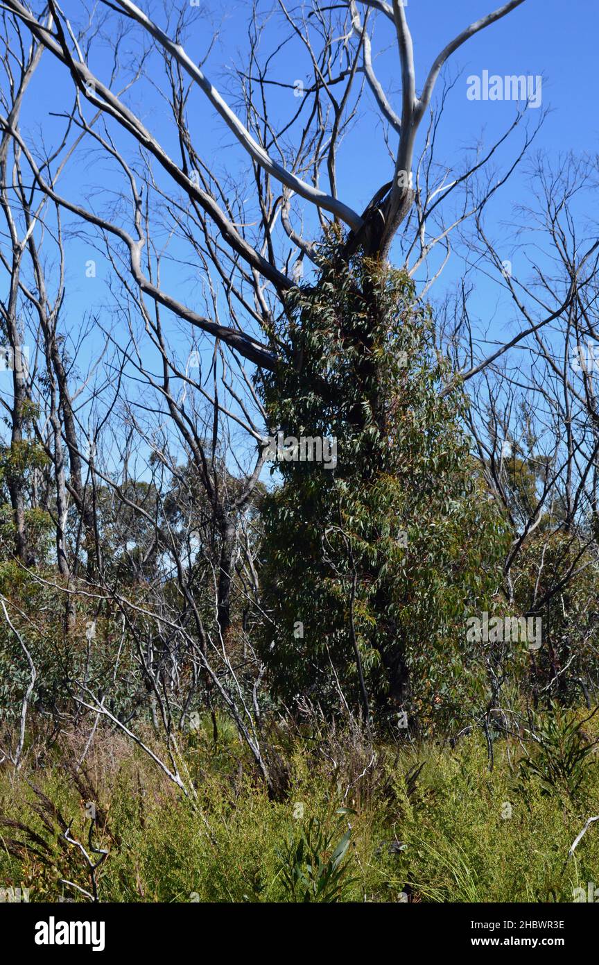 Questo albero a Kanangra Walls, NSW, sembra essere in ripresa dai Boscimani australiani del 2019/2020 Foto Stock