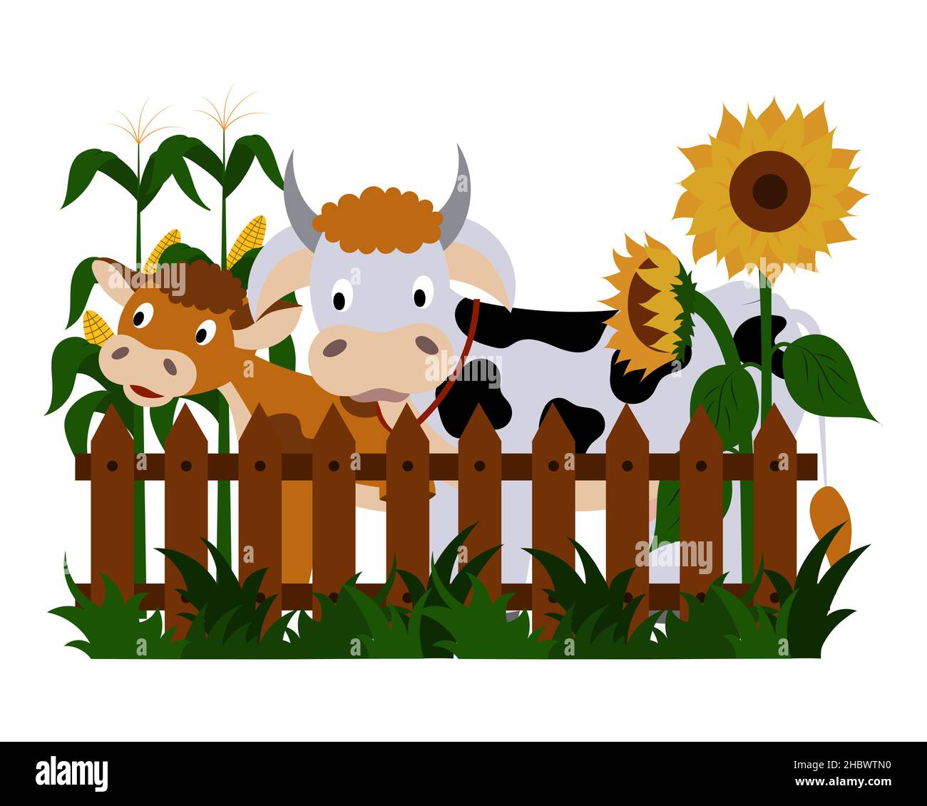 Animali da fattoria, una mucca e un vitello sono in piedi alla recinzione, girasoli e mais sono in fiore. Illustrazione Vettoriale