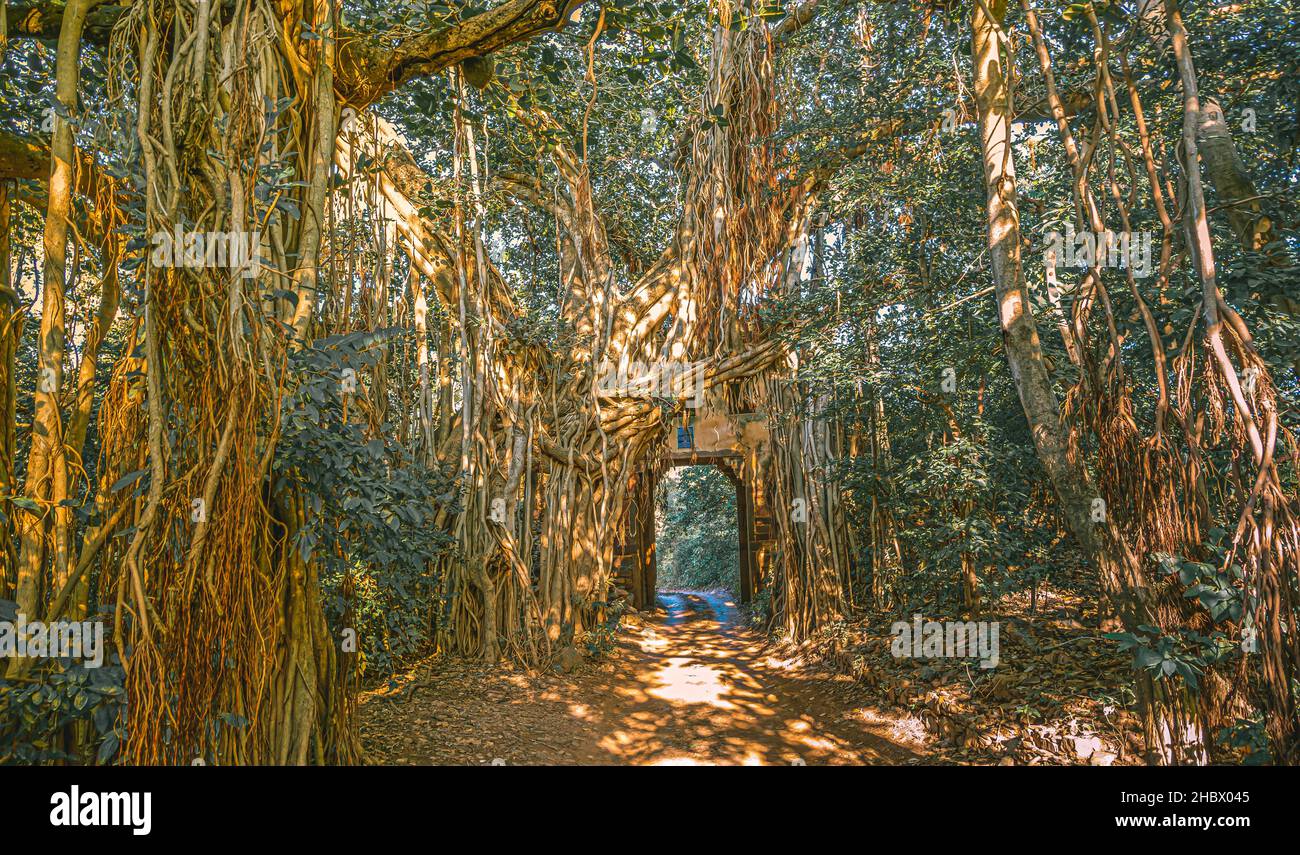 Radici di un albero di Banyan che crescono su un arco Foto Stock