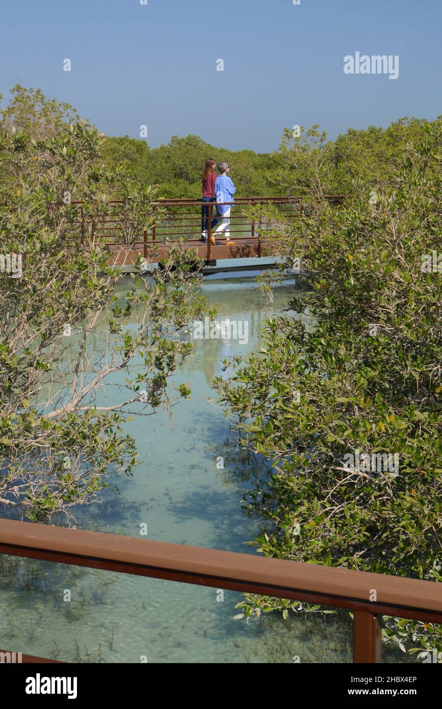 I turisti al Parco Mangrove di Jubail, con mangrovie grigie, Avicennia marina, Jubail Island, Abu Dhabi, Emirati Arabi Uniti Foto Stock