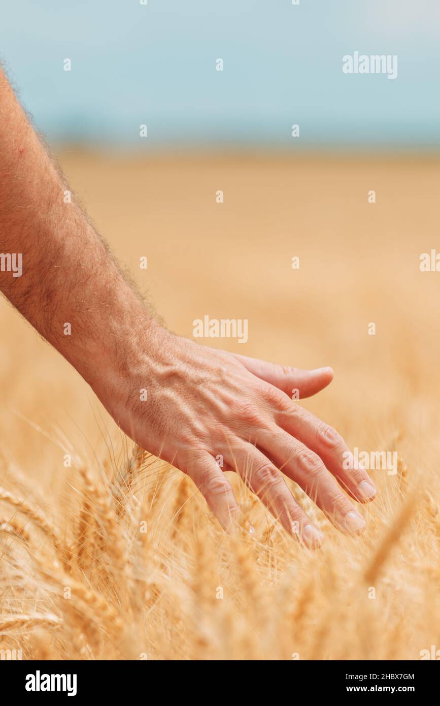 Coltivatore che controlla su raccolti maturi in campo di grano, primo piano di maschio mano toccare piante, fuoco selettivo Foto Stock