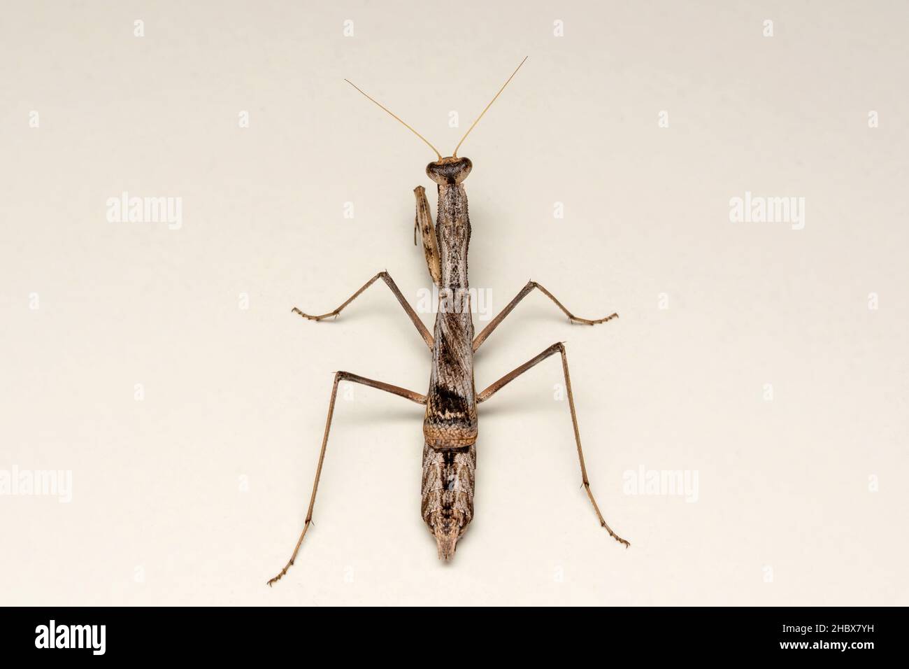 Dorsale di iride oratoria che prega mantis, Supa, Maharastra, India Foto Stock