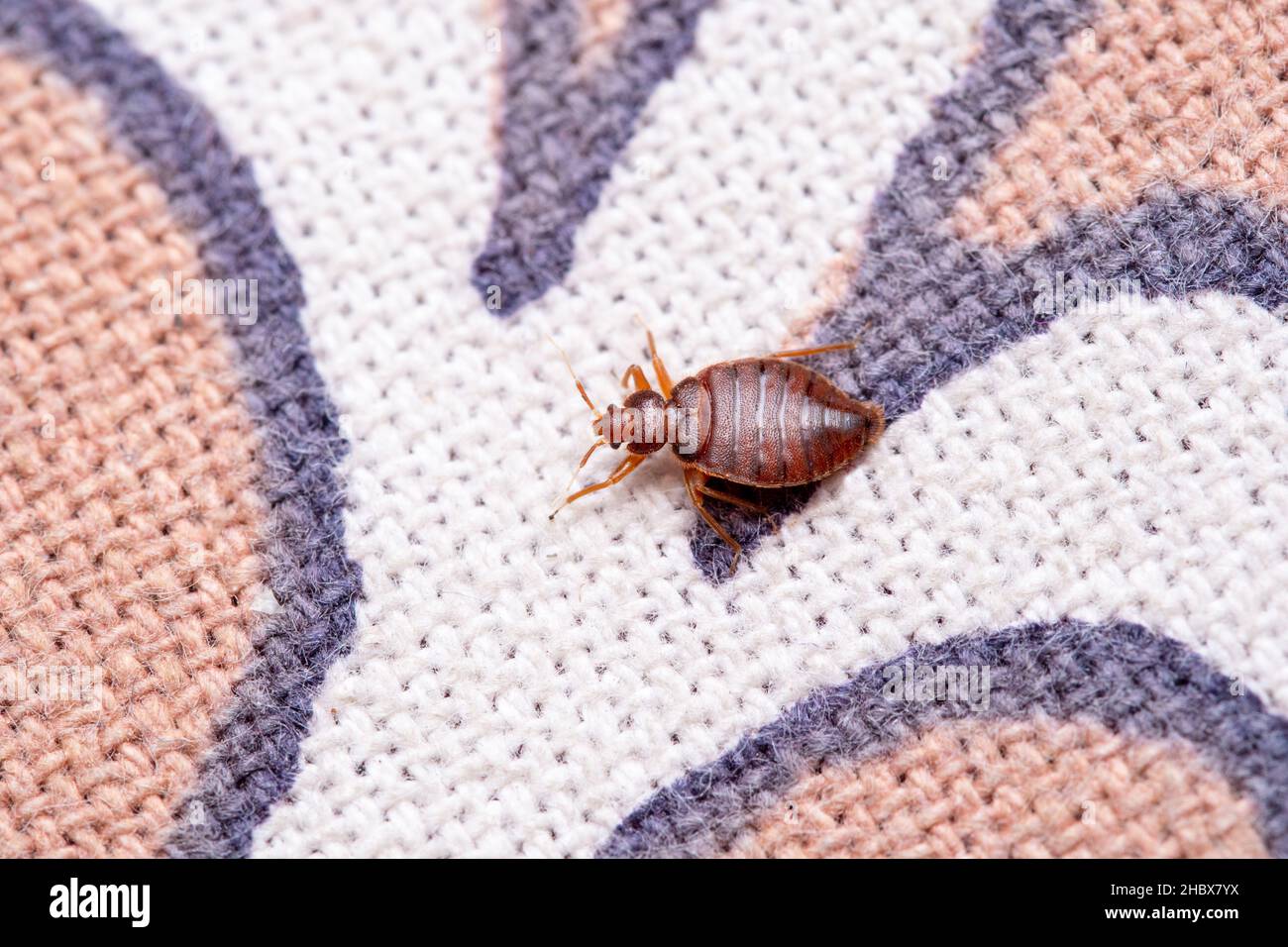 Colpo dorsale di insetto del letto, Cimex lectularius, Pune, Maharashtra, India Foto Stock