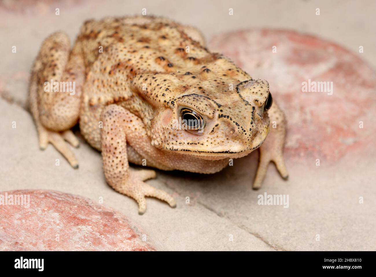 Occhi d'oro di Duttaphrynus melanostictus, rospo indiano comune, distribuzione , in tutta l'india Foto Stock