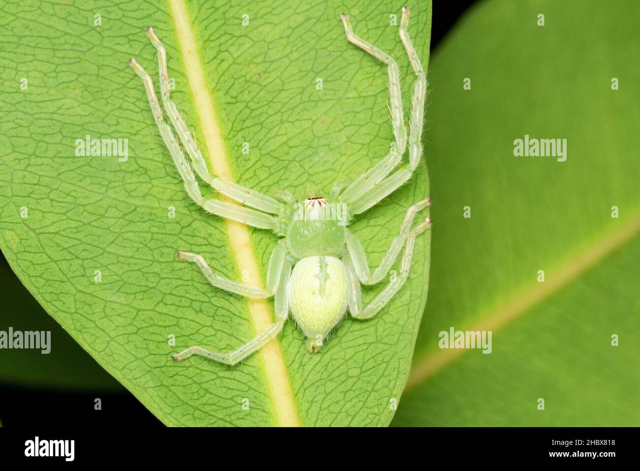 Ragno di Cacciatore verde, olios milleti, Sparassidae, Puna, Maharashtra, India Foto Stock