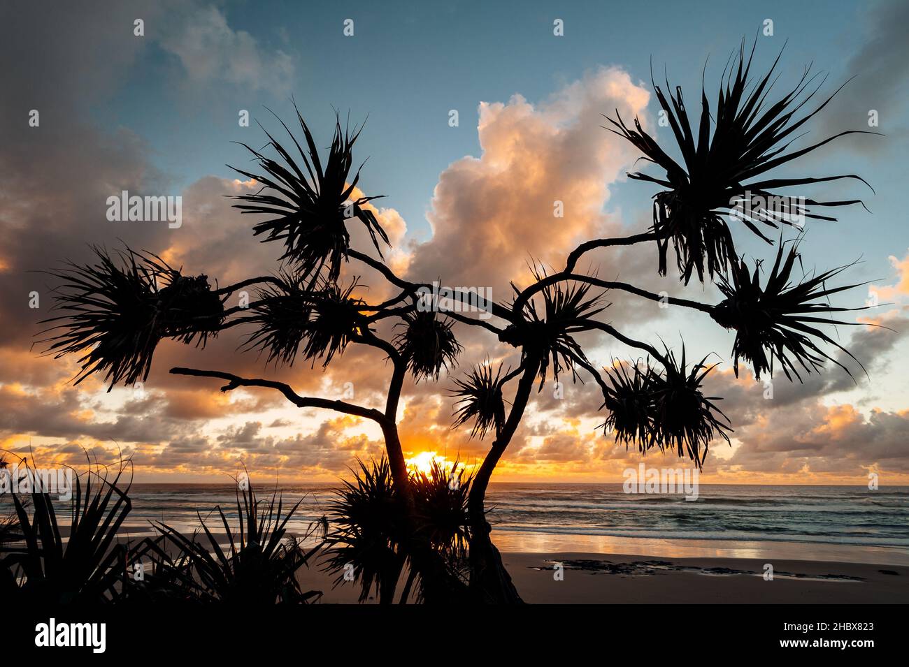 Pandanus Palm all'alba sulla famosa Fraser Island. Foto Stock