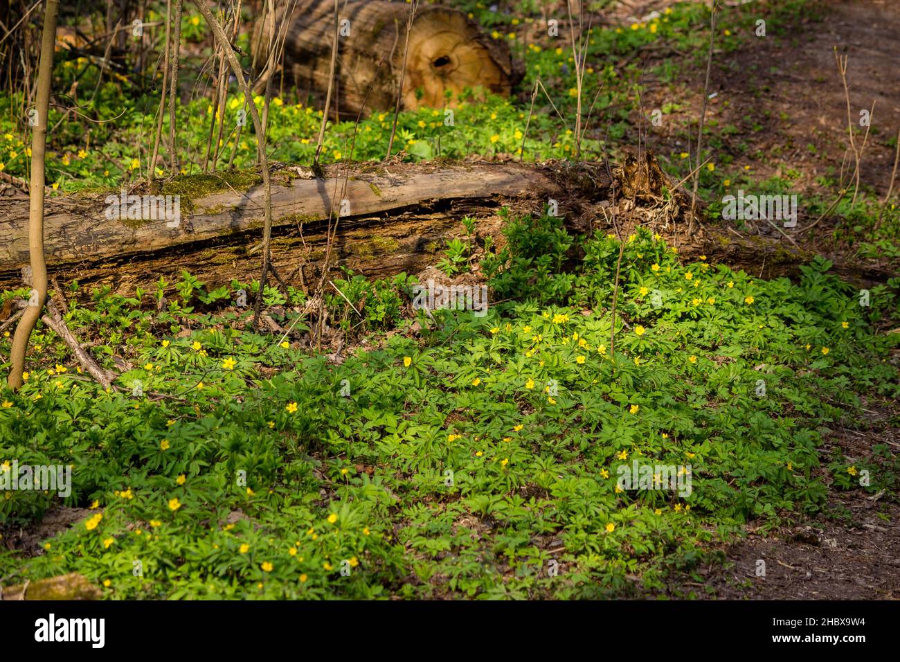 Pianta Anemone ranunculoides (anemone giallo, anemone giallo legno o anemone buttercup) nella foresta, tappeto verde con fiori gialli Foto Stock