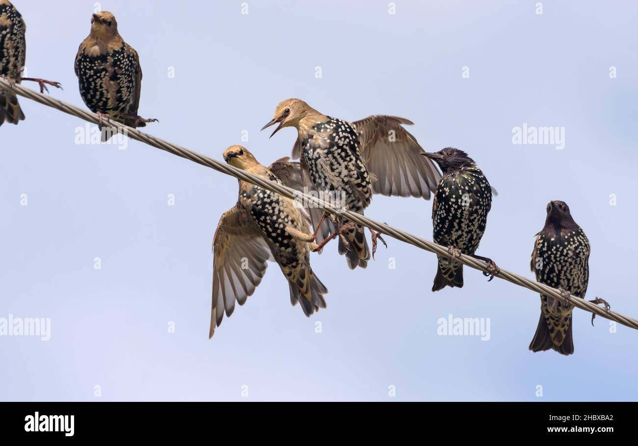 Starlings comune (Sturnus vulgaris) è andato in lotta dura sui cavi elettrici Foto Stock