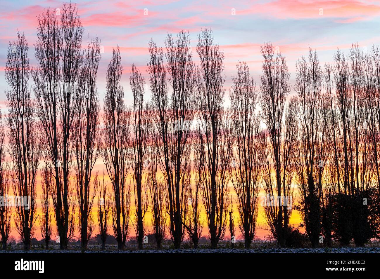 L'alba cielo su un campo coperto di gelo con una linea di alberi di pioppo  all'orizzonte. Cielo perlopiù chiaro con alcune macchie di tipo cirrus  nuvole. Campagna del Kent in Inghilterra. Inverno