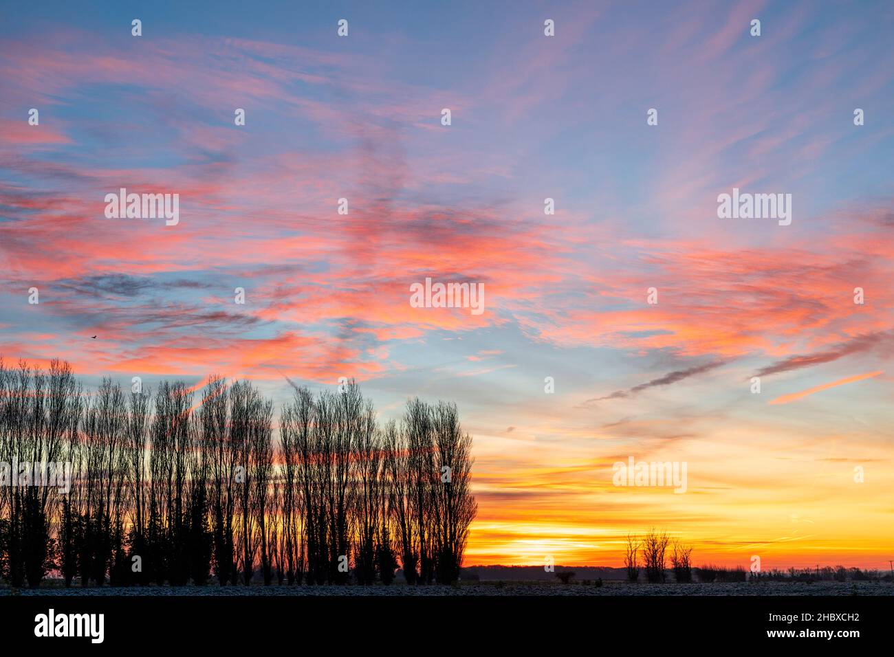 L'alba cielo su una linea di alberi di pioppo all'orizzonte. Cielo perlopiù limpido con alcune macchie di cumulo fractus nuvole. Campagna del Kent in Inghilterra. Inverno. Foto Stock