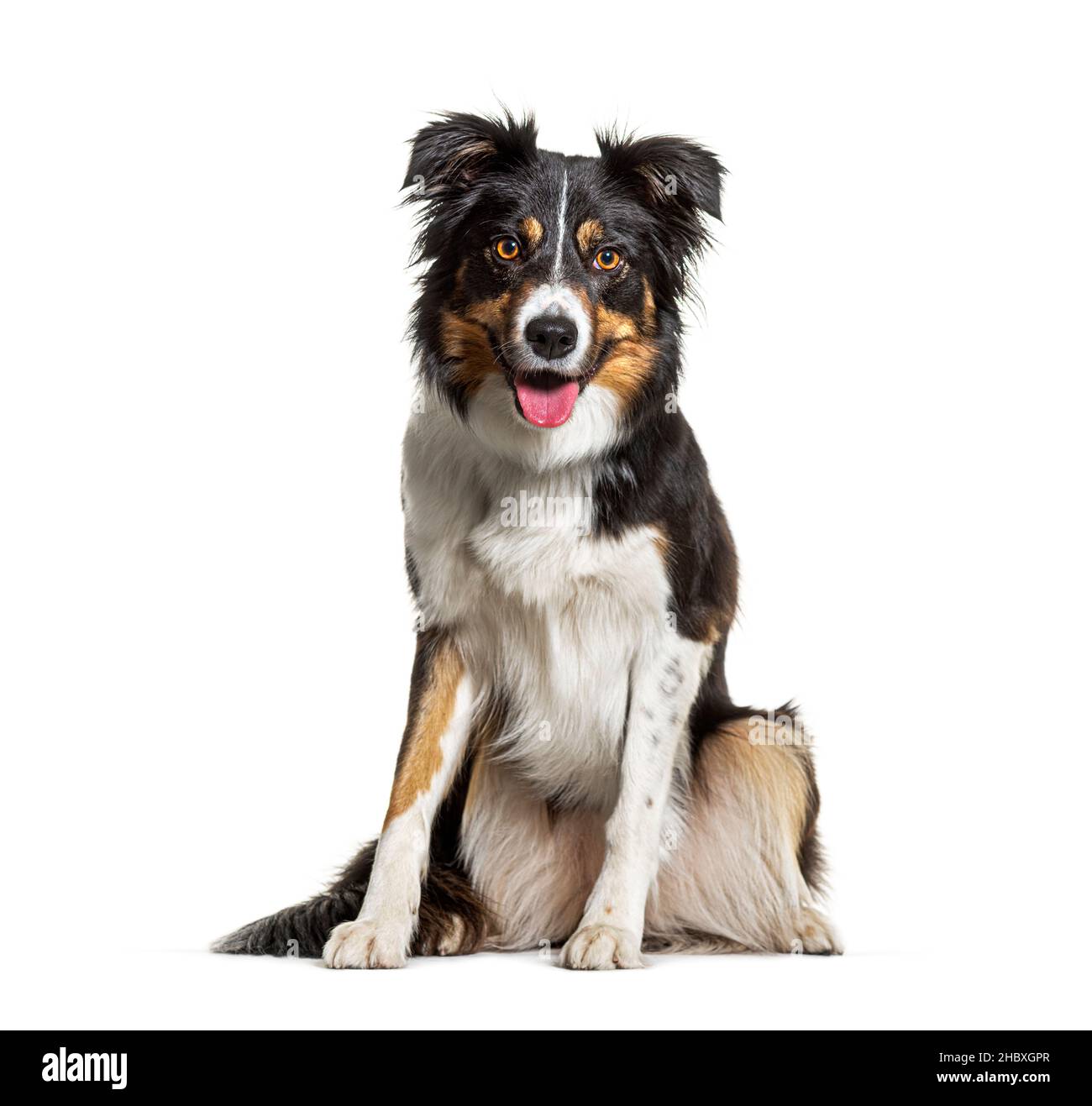 Ritratto Tri-colore bordo collie cane seduta, pancia e guardando la fotocamera, isolato su bianco Foto Stock